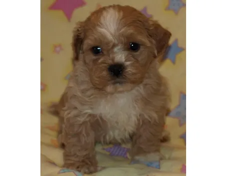cuccioli cani