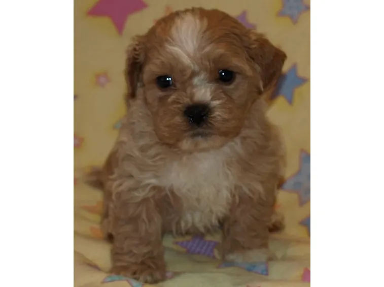 cuccioli cani
