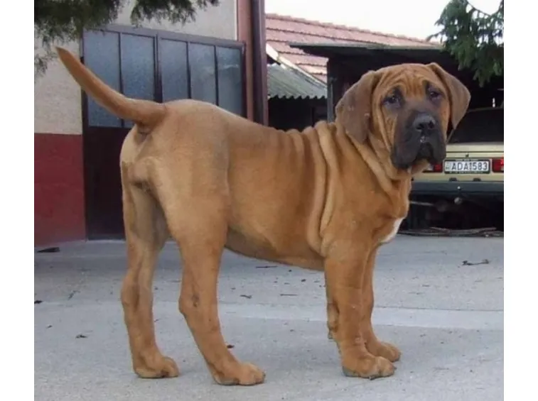 cuccioli cani
