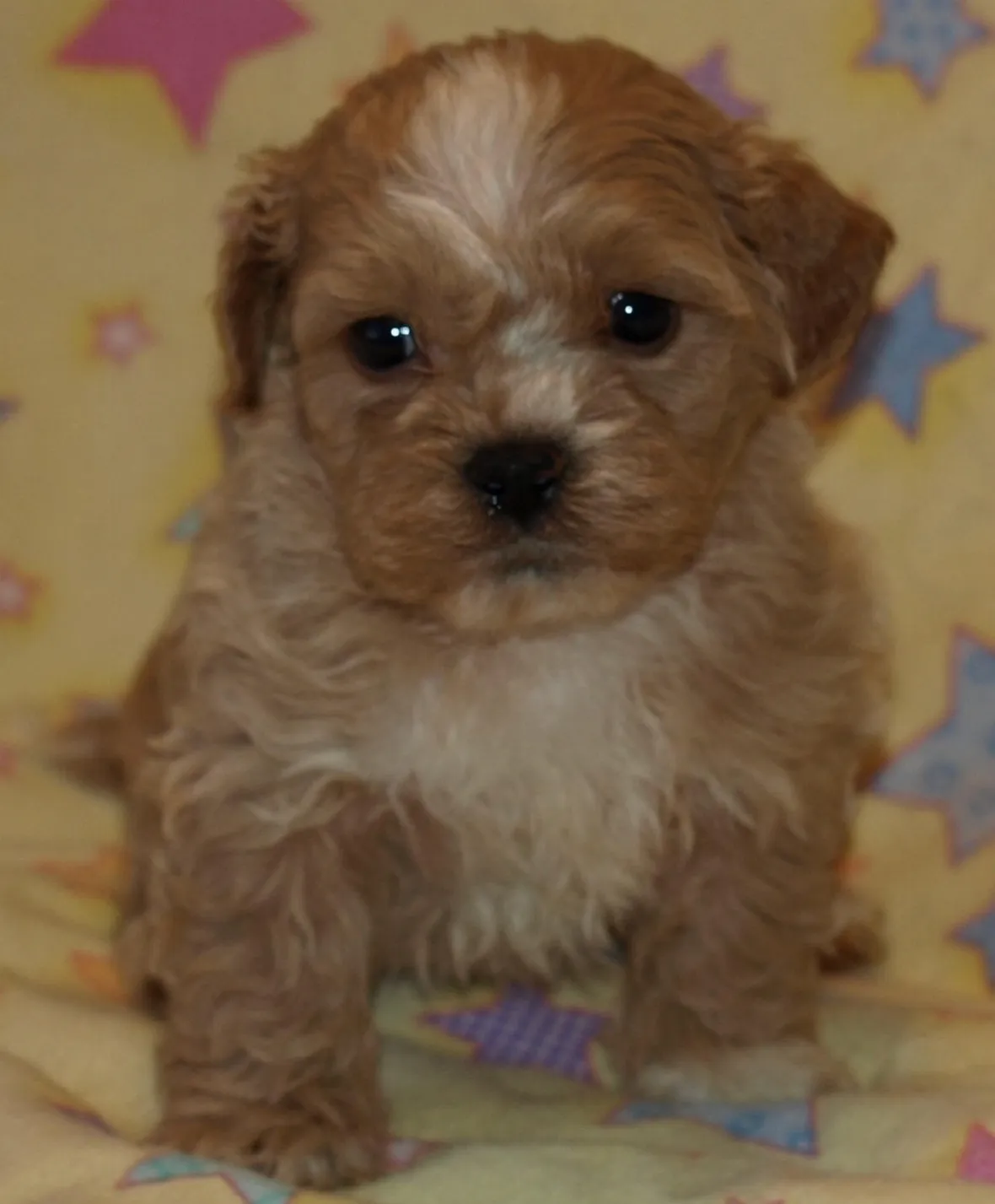 cuccioli cani