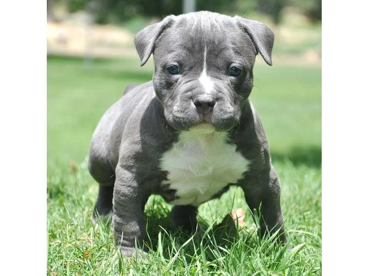 pitbull