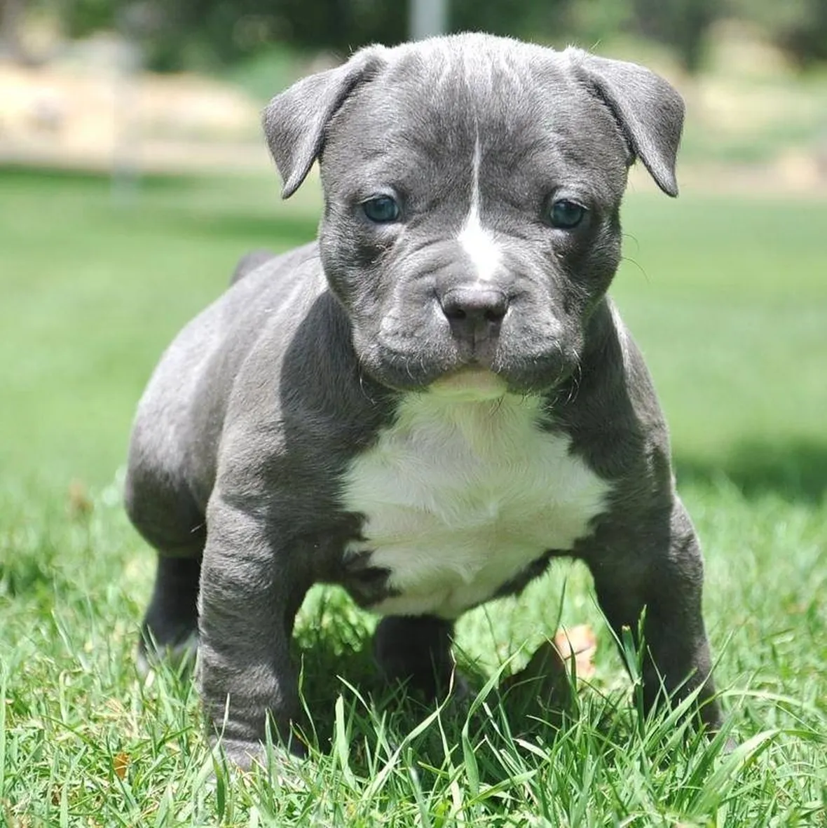 pitbull