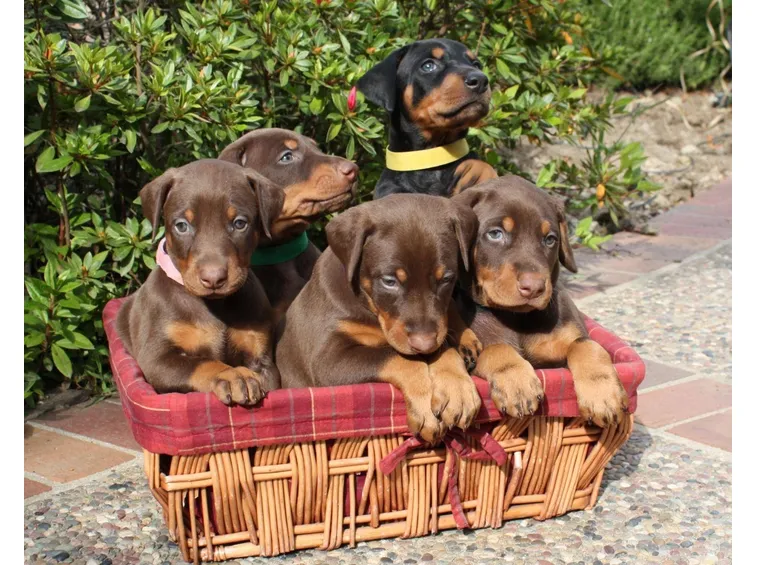 cuccioli