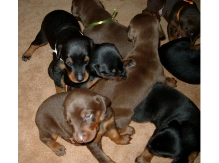 cuccioli cani dobermann