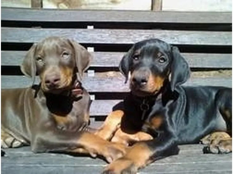 cuccioli cani dobermann