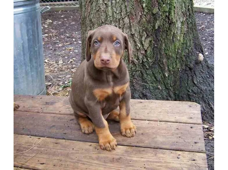 cuccioli