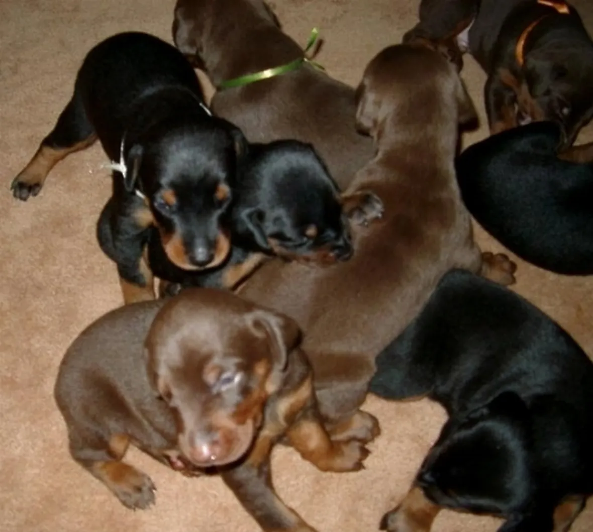 cuccioli cani dobermann