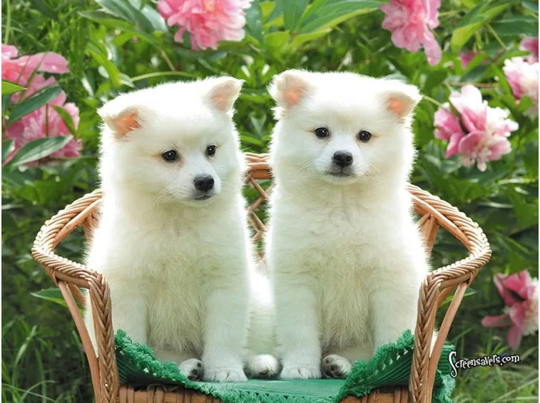 cuccioli in adozione