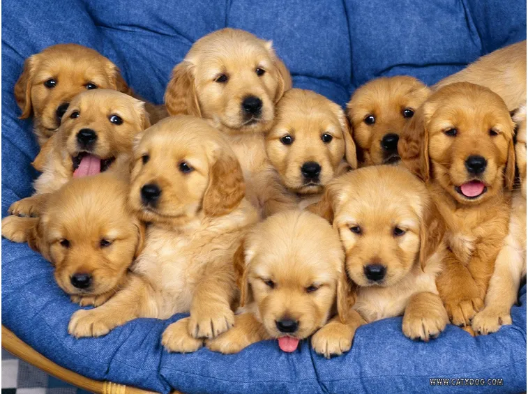 Cuccioli
