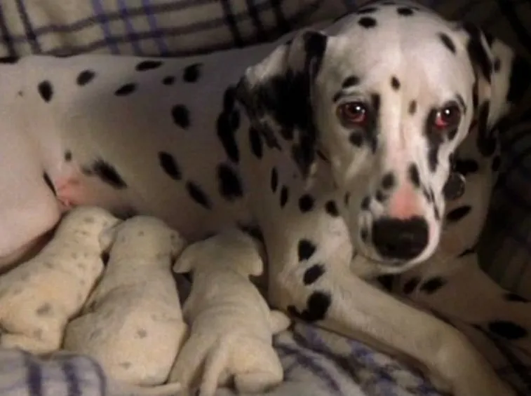 Mamma con i cuccioli