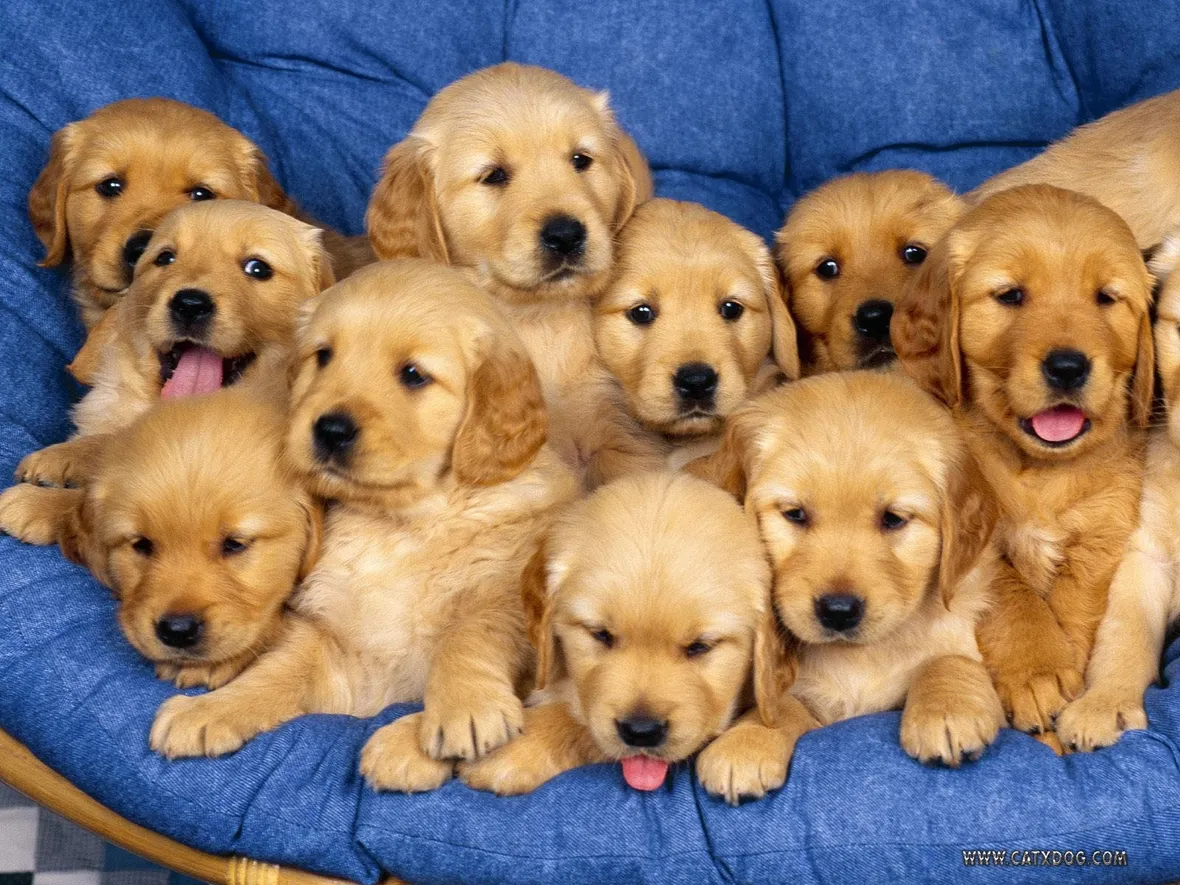 Cuccioli