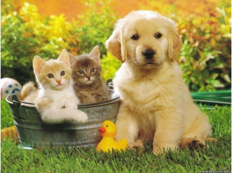 cuccioli vendita