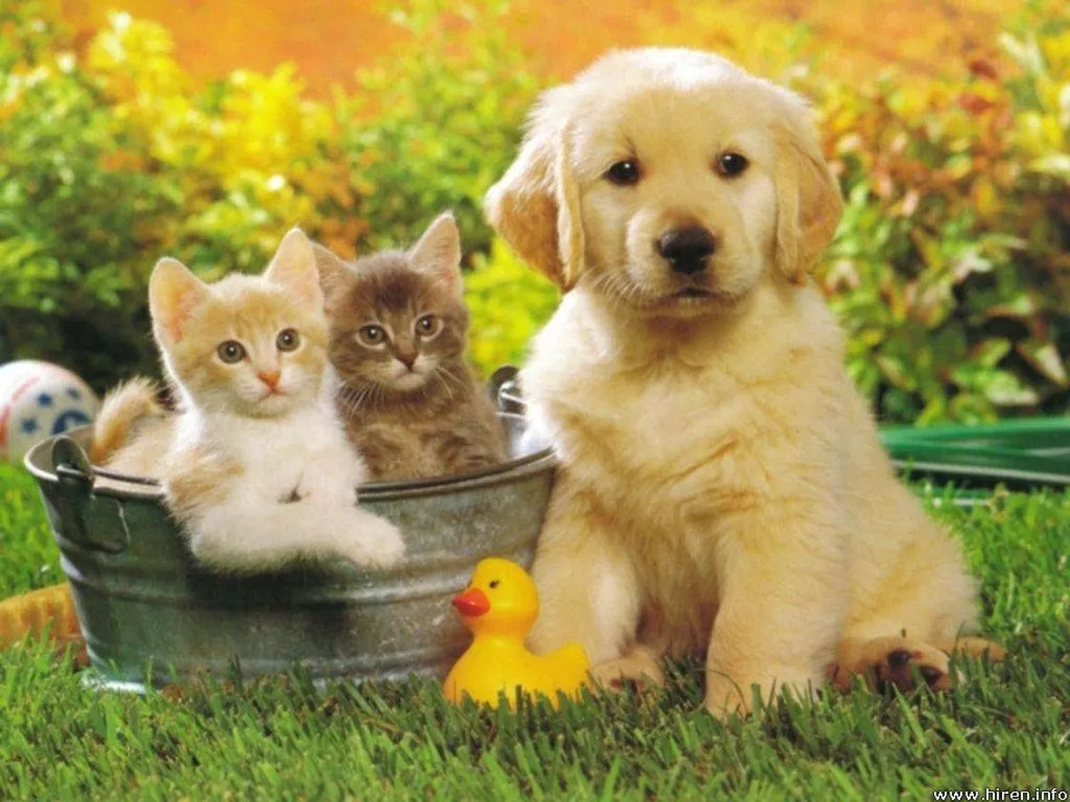 cuccioli vendita