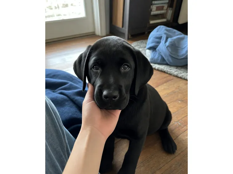 cuccioli labrador