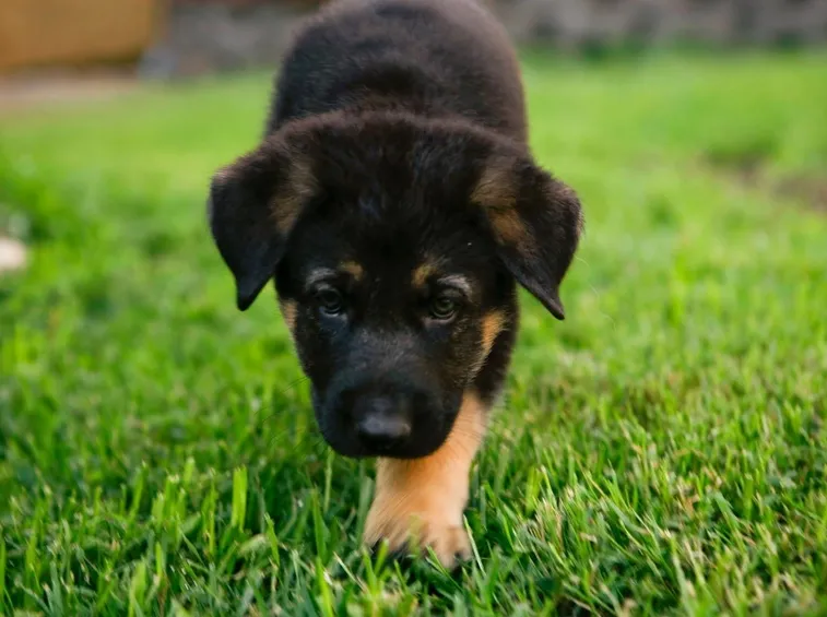 cuccioli pastore tedesco