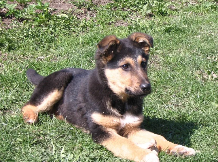 cuccioli pastore tedesco