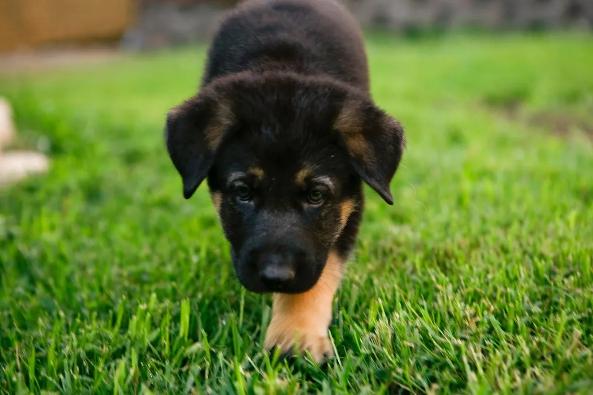 cuccioli pastore tedesco