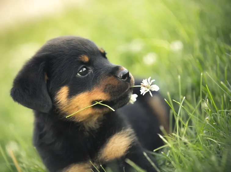 cuccioli cani