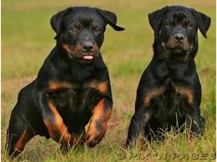 cuccioli cani rottweiler