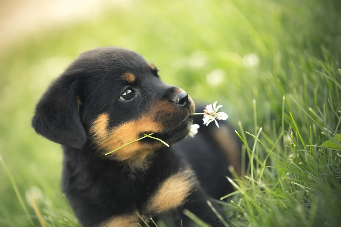 cuccioli cani