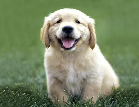 foto cuccioli