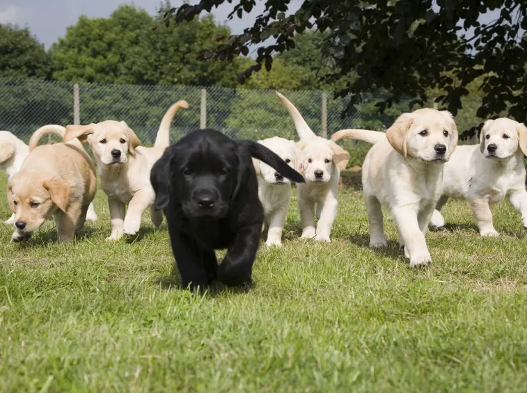 foto cuccioli