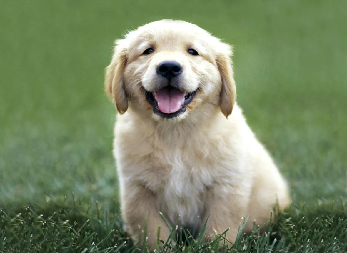 foto cuccioli