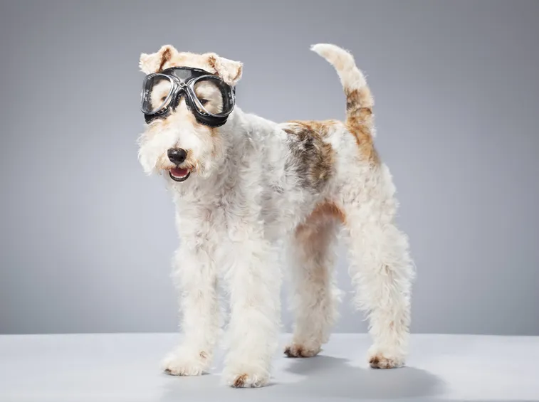 Il fox terrier è un cane allegro