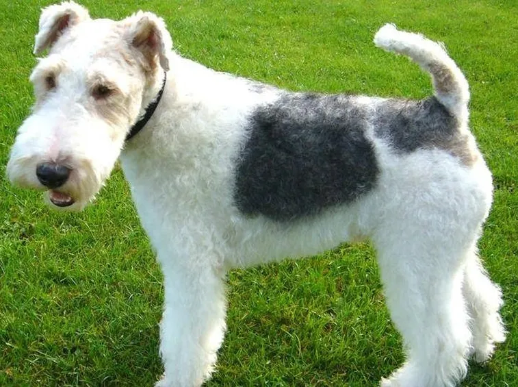 Fox terrier a pelo ruvido