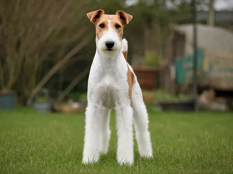 Fox terrier a pelo corto