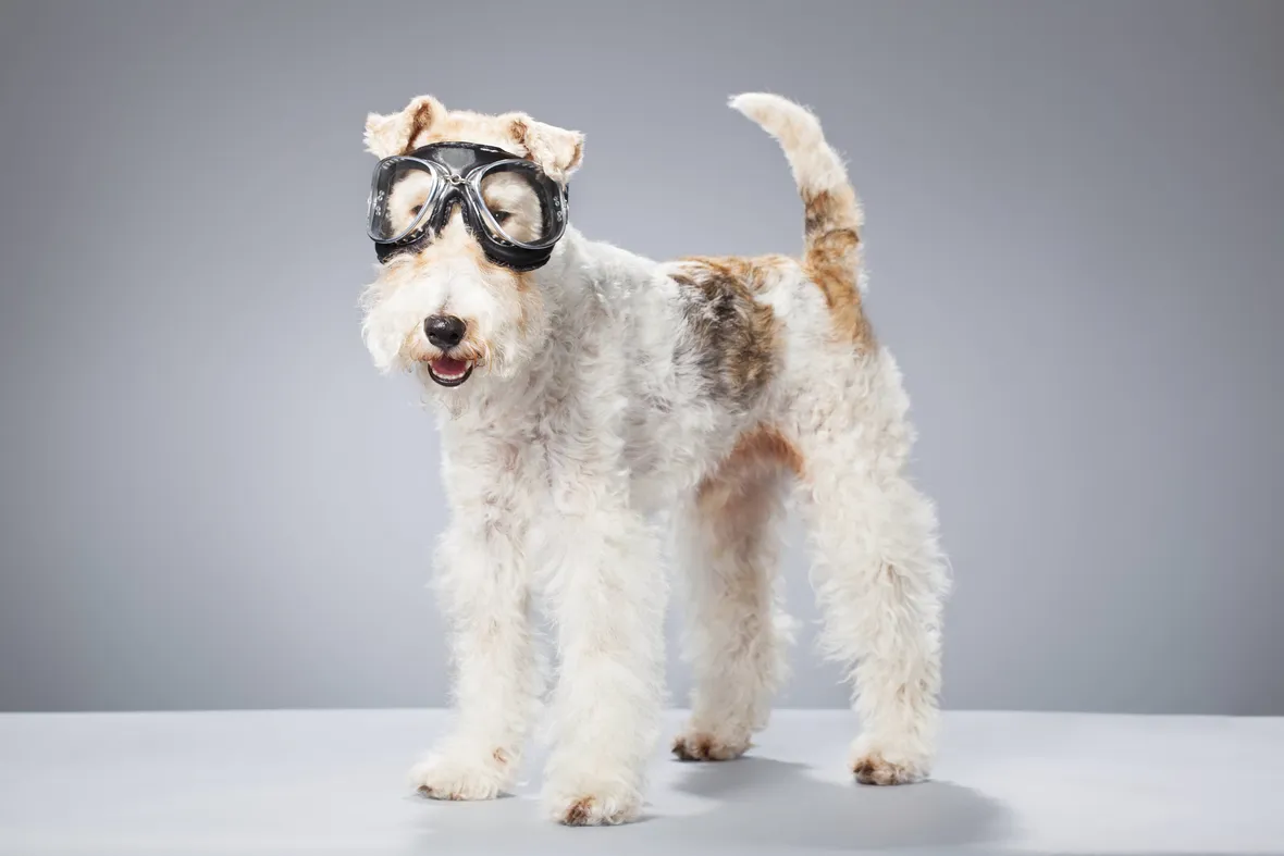 Il fox terrier è un cane allegro