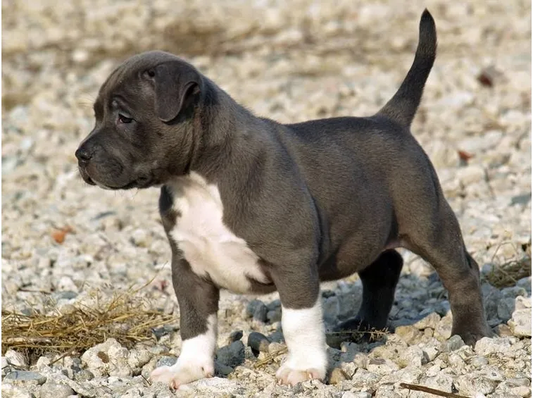 pitbull cuccioli