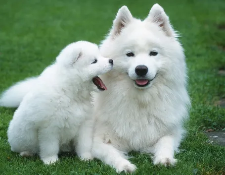 regalo cuccioli cane