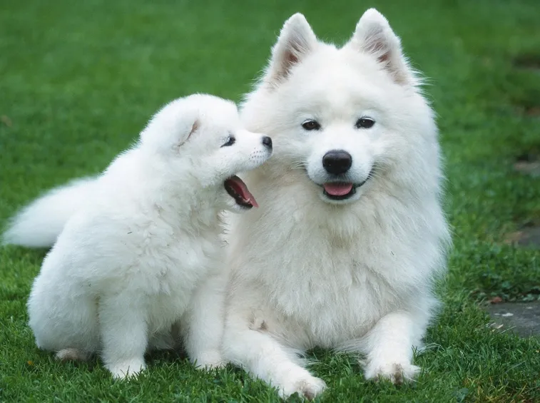regalo cuccioli cane