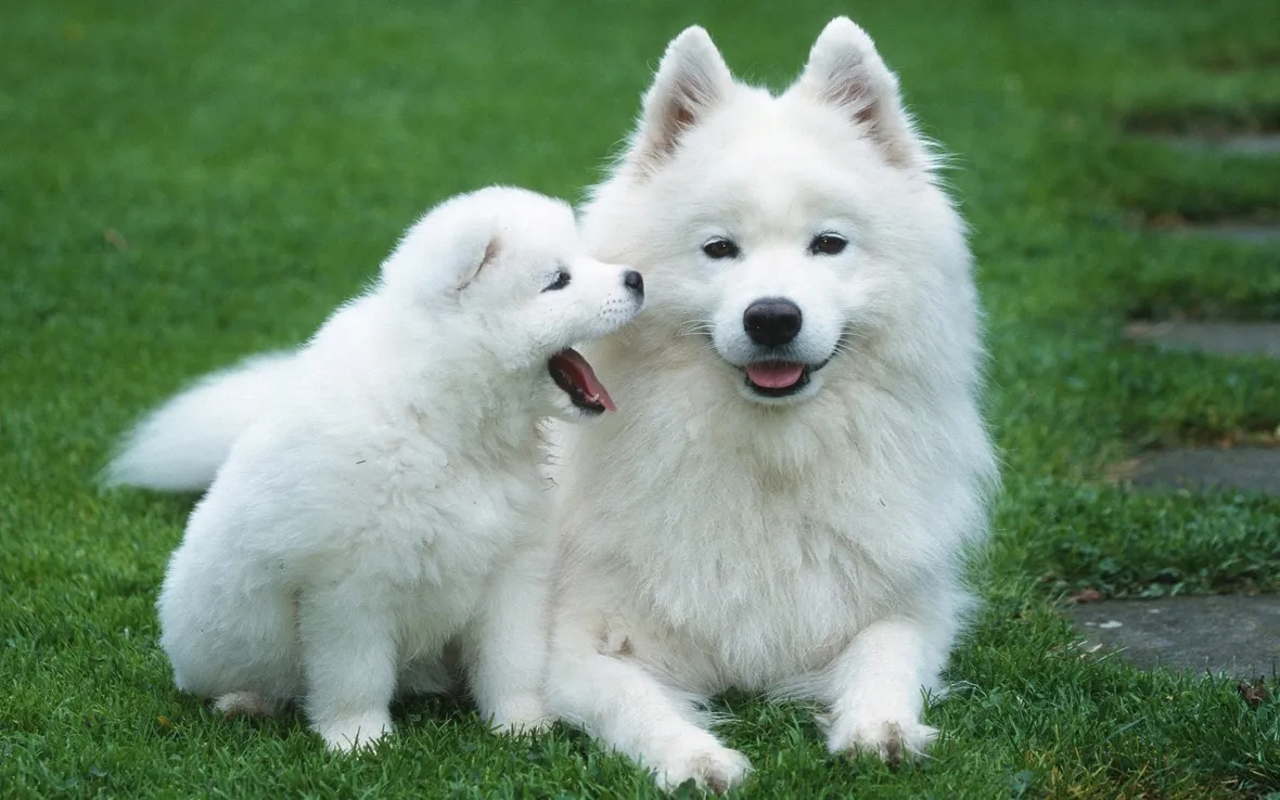regalo cuccioli cane
