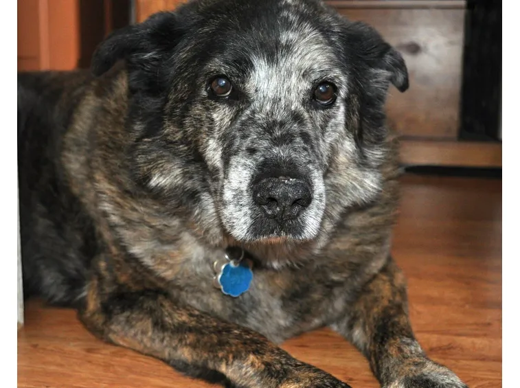 Adotta un cane anziano, riempirete così due cuori!
