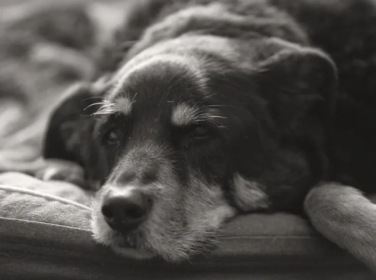 Un cane anziano saprà amarvi quanto e più di un cucciolo