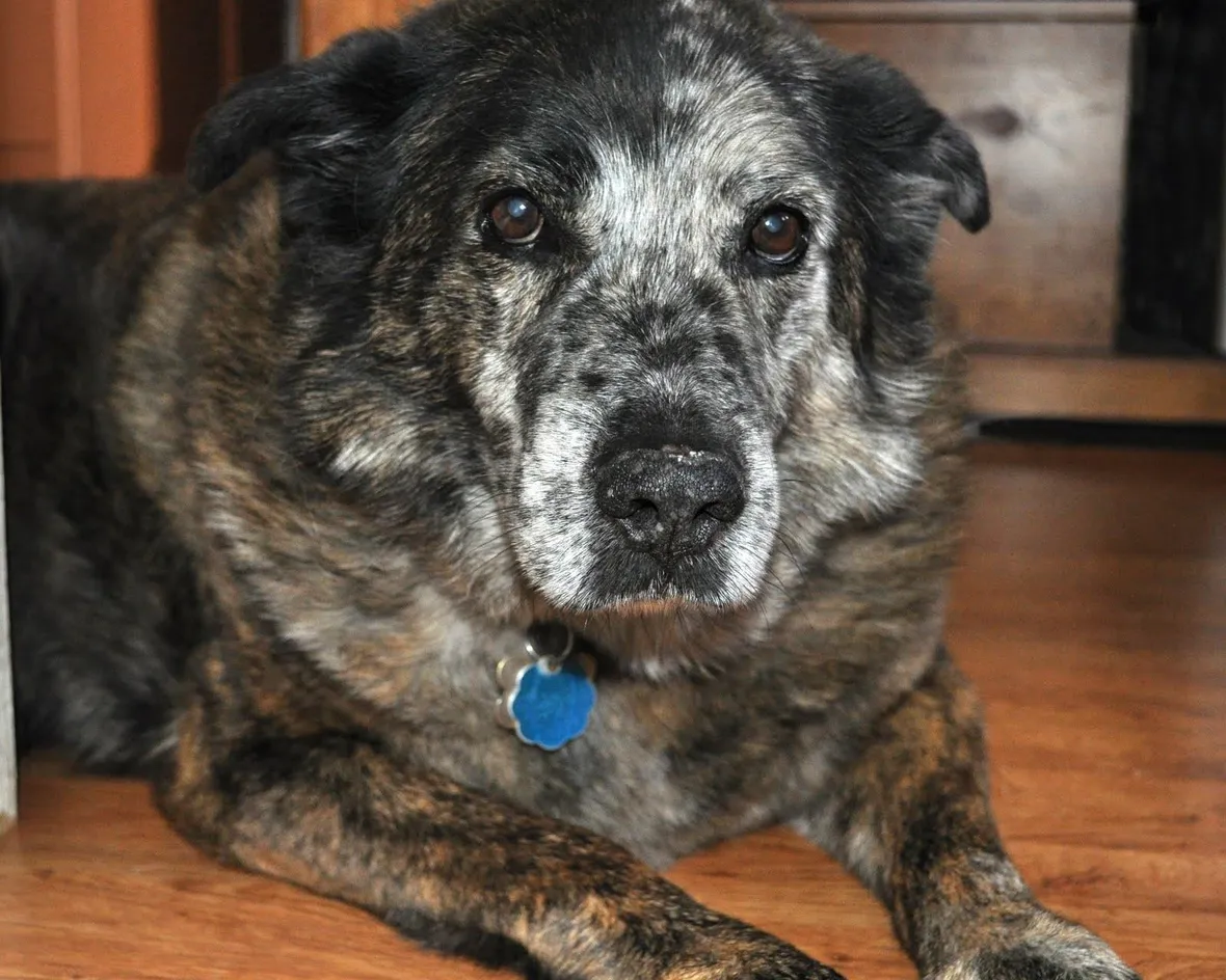 Adotta un cane anziano, riempirete così due cuori!