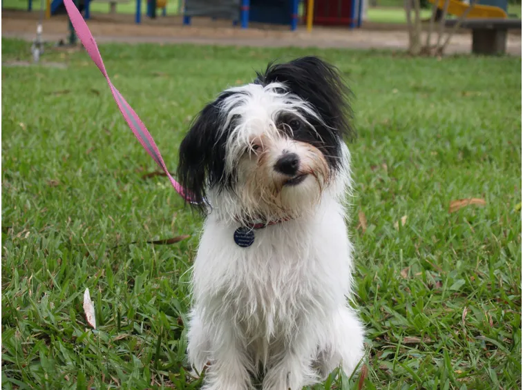 canina