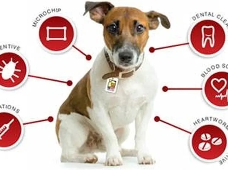 assicurazione cane
