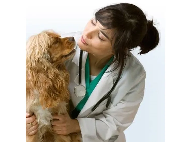 assicurazione cane