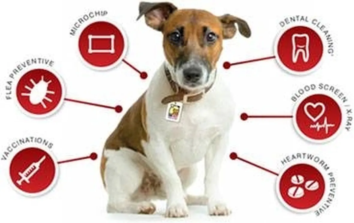 assicurazione cane