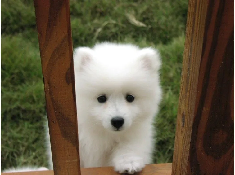 cagnolini