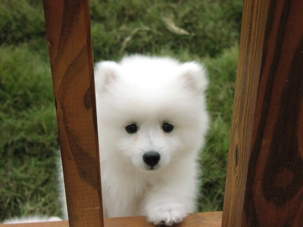 cagnolini