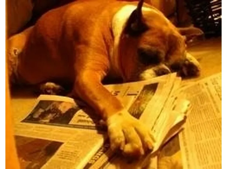 boxer anziano