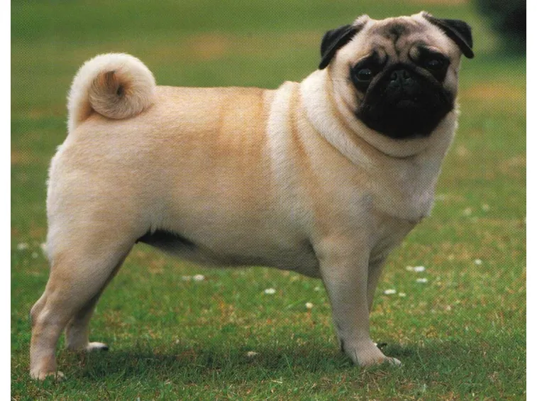 cane non mangia