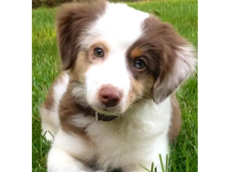 cane non mangia