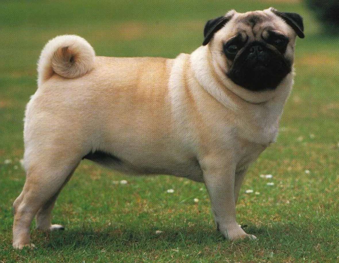 cane non mangia