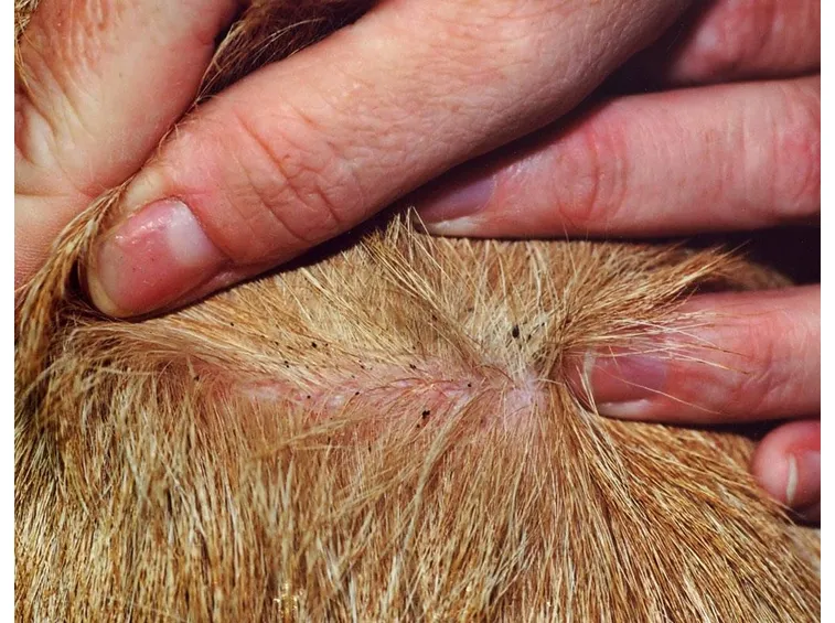 feci di pulce alla base del pelo