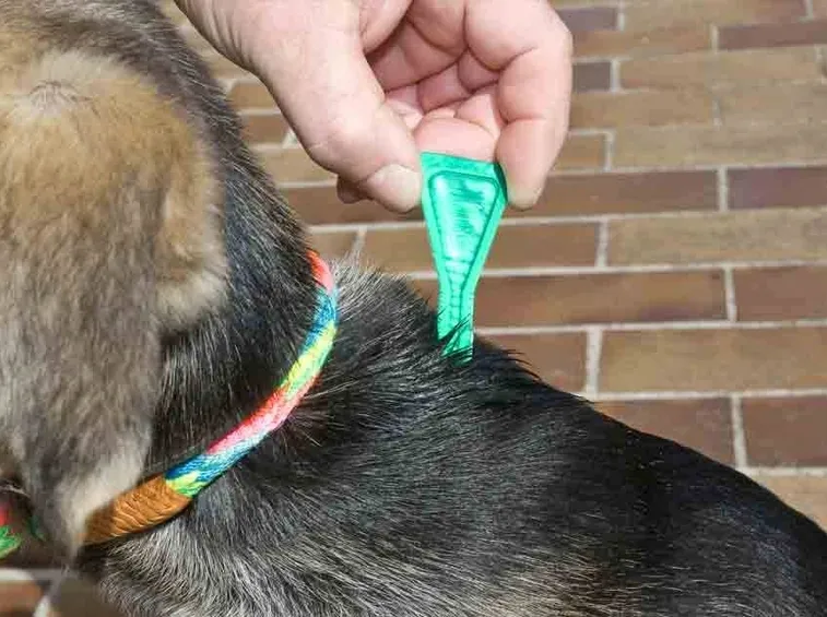 corretta applicazione della pipetta